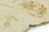 Three Cretaceous Fossil Shrimp - Lebanon #375799-1
